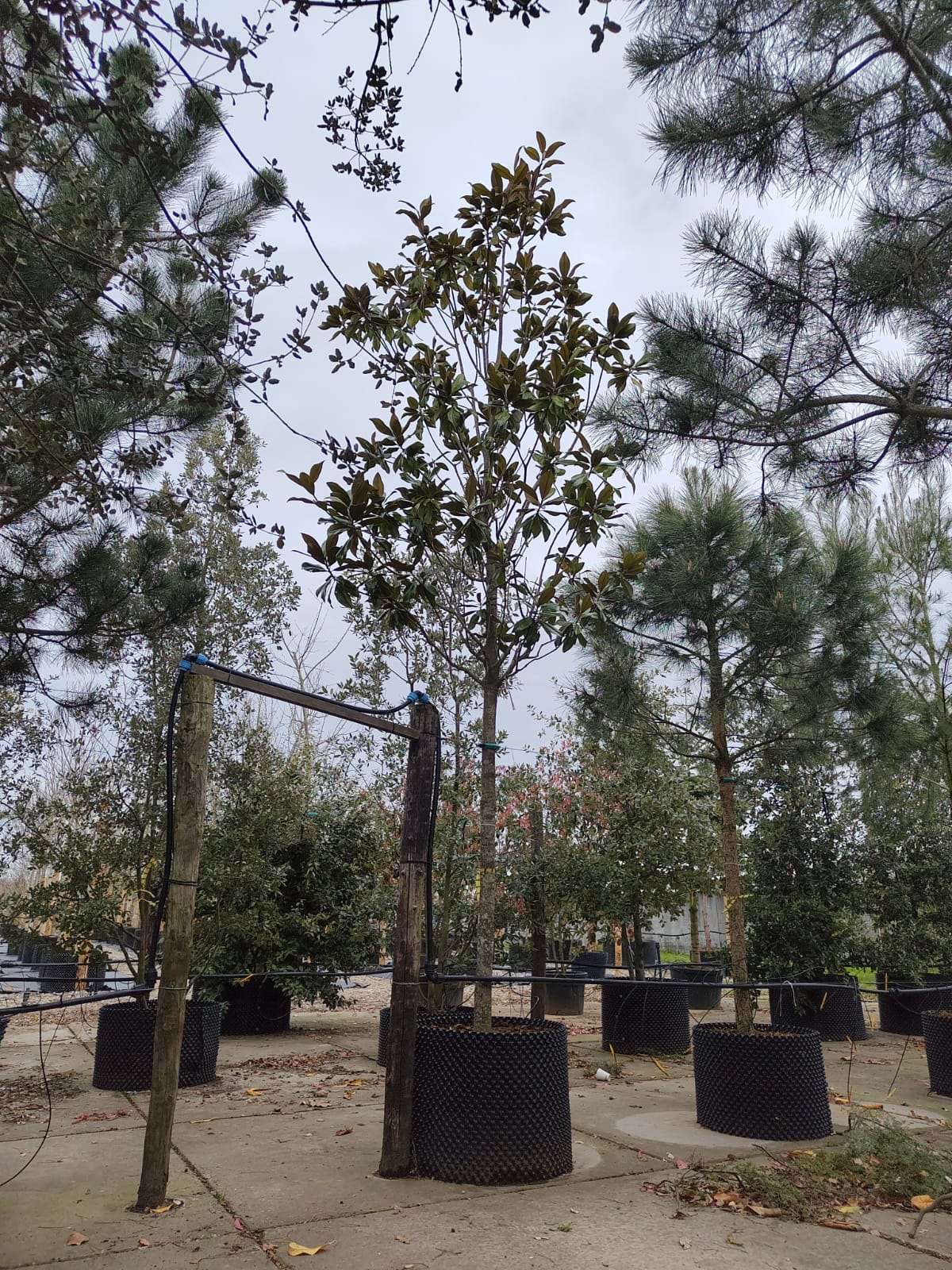 Wintergroene magnolia 'Grandiflora' | Hoogstam