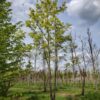 Noorse esdoorn | Meerstammig
