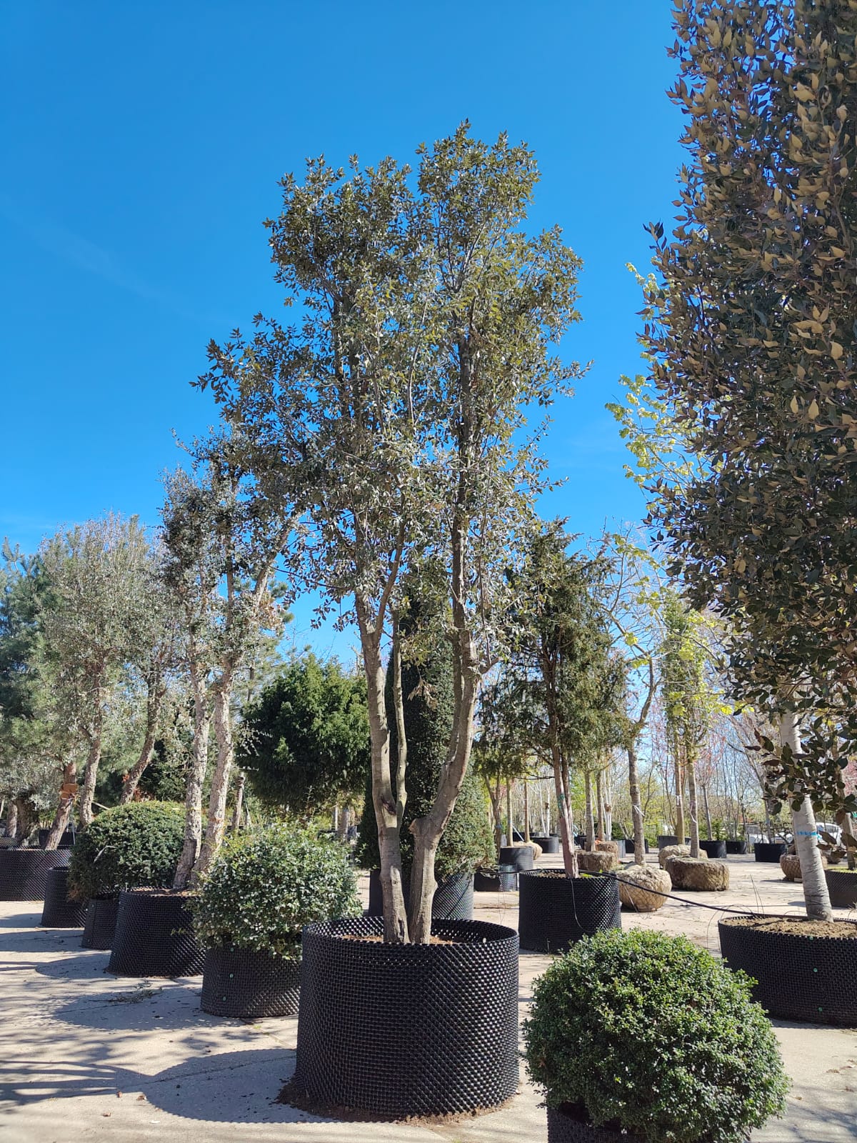 Steeneik | Meerstammig