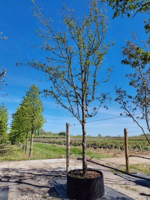 Gele kornoelje | Halfstam