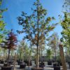 Noorse esdoorn 'Deborah' | Hoogstam