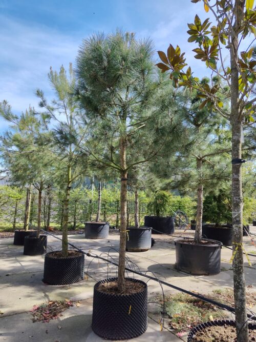 Parasolden | Halfstam