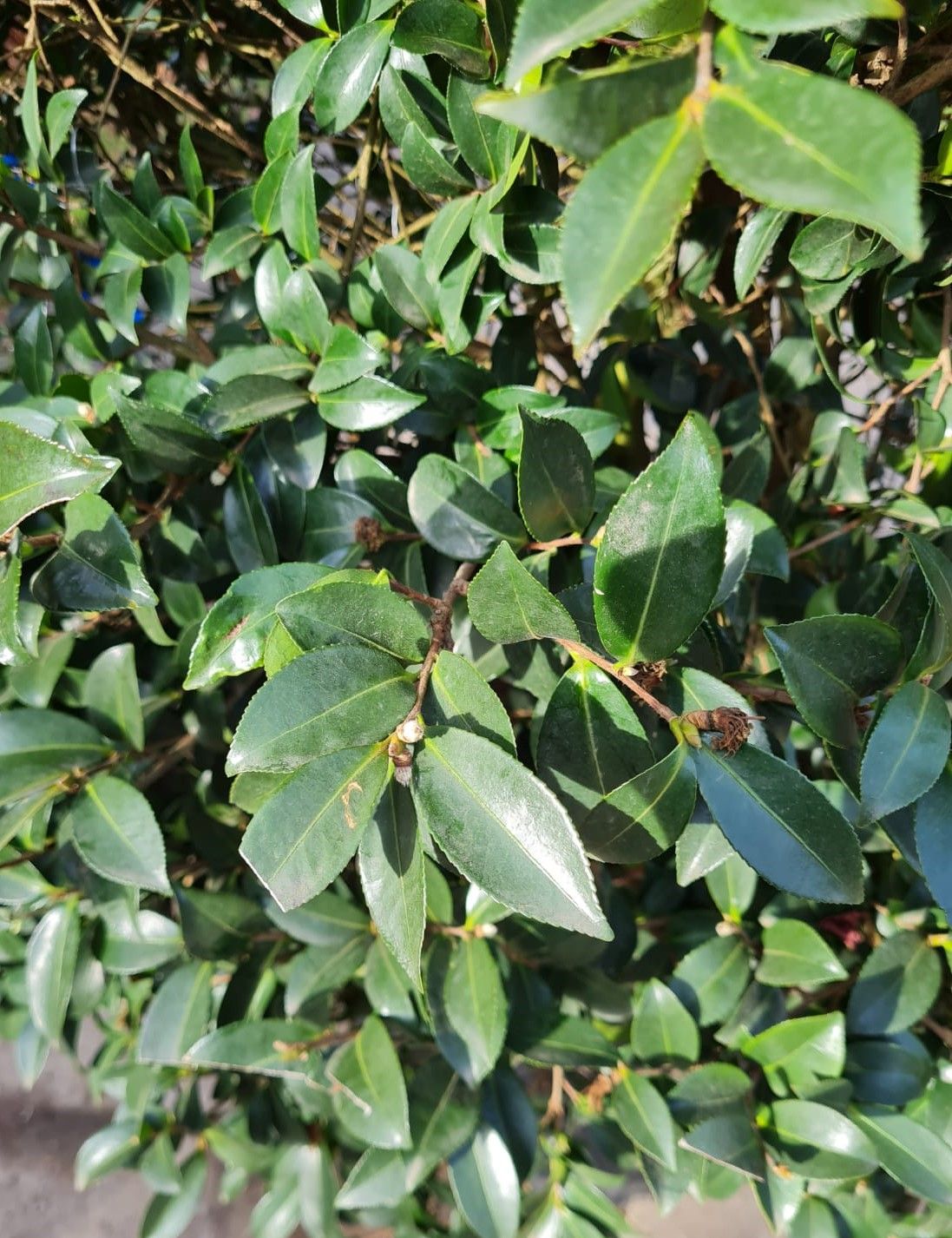 Camellia sasanqua | Struik