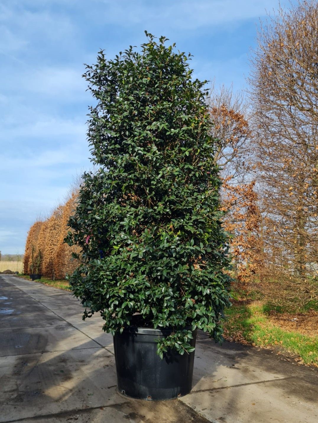 Camellia sasanqua | Struik