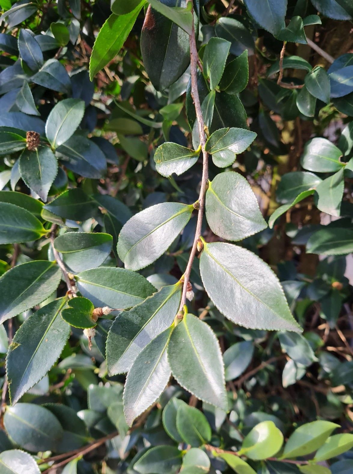 Camellia sasanqua | Struik