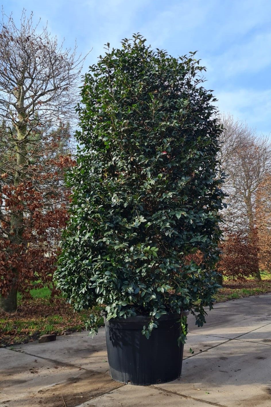 Camellia sasanqua | Struik