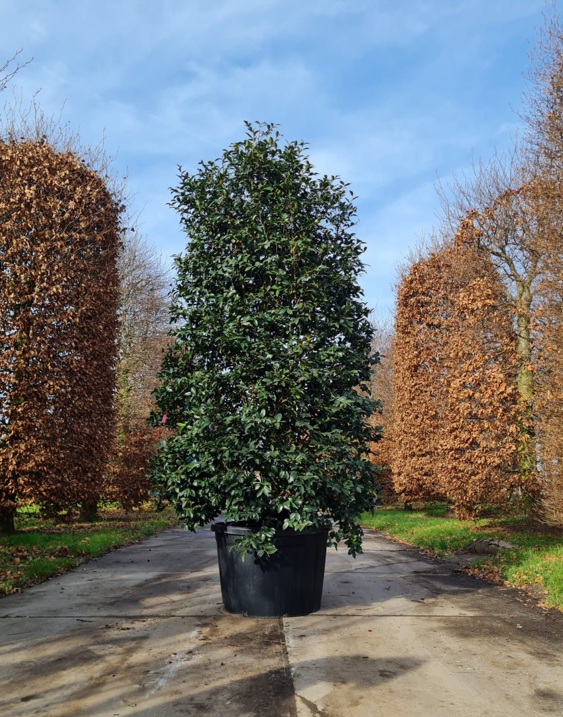 Camellia sasanqua | Struik