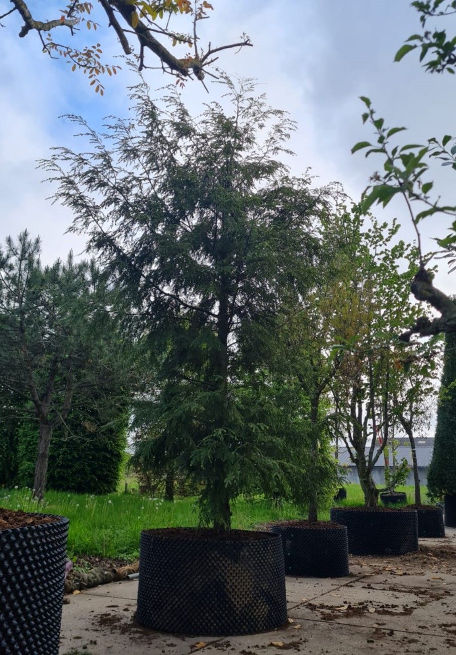 Canadese hemlock spar | Laagstam