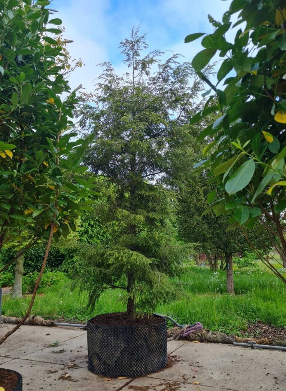 Canadese hemlock spar | Laagstam