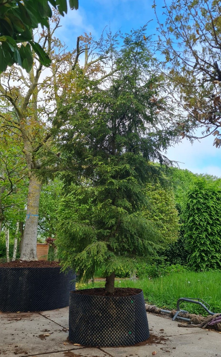 Canadese hemlock spar | Laagstam