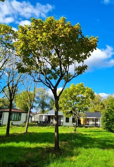 Trompetboom| Hoogstam