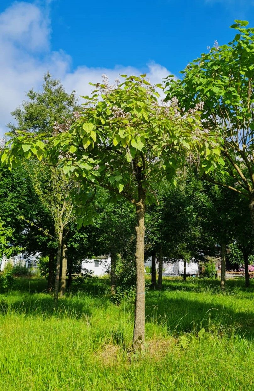 Trompetboom| Hoogstam