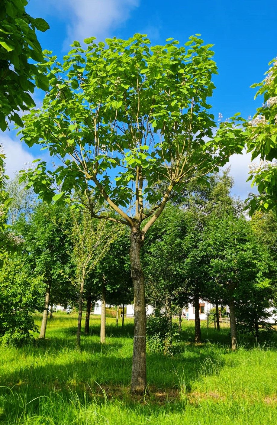 Trompetboom| Hoogstam