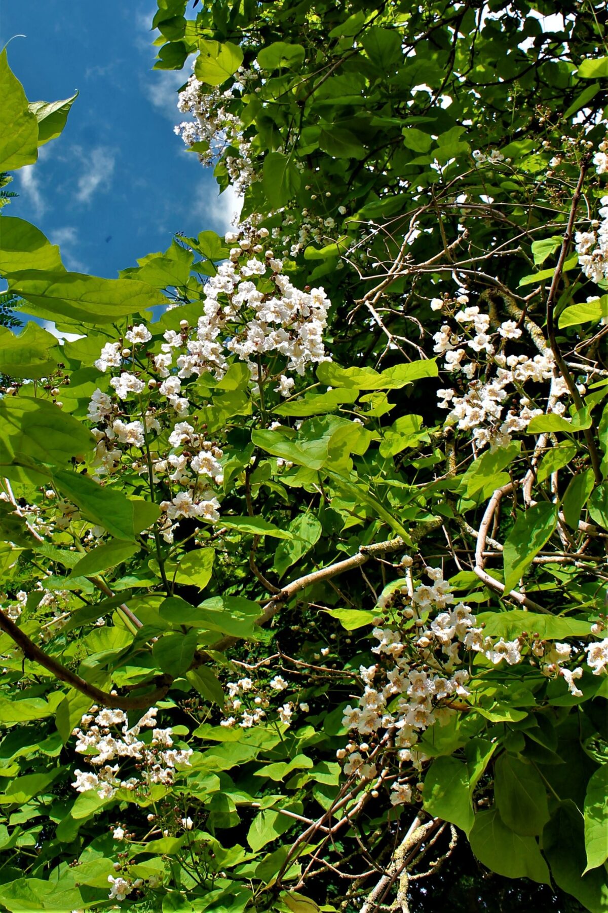 Trompetboom| Hoogstam