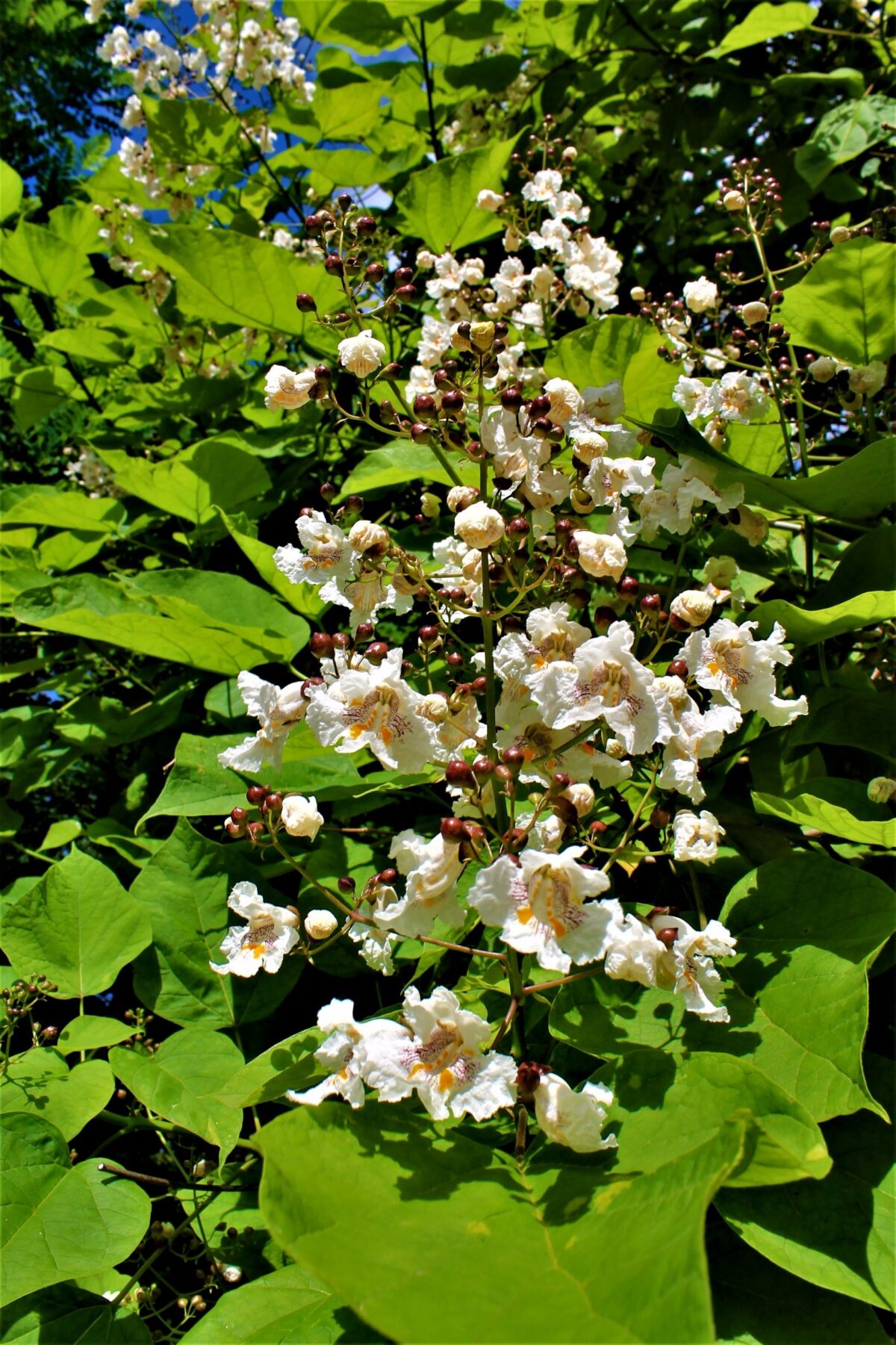 Trompetboom| Hoogstam