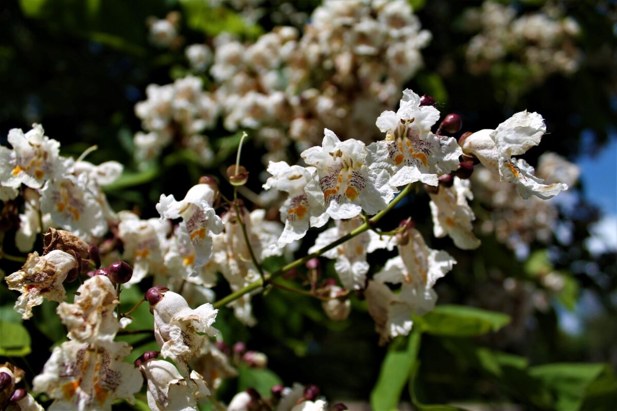 Trompetboom| Hoogstam