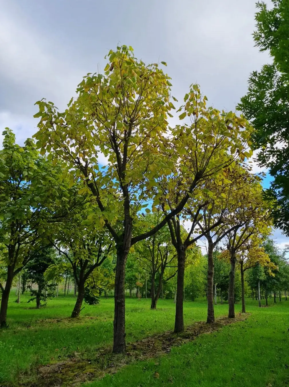 Trompetboom| Hoogstam