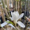Stermagnolia 'Royal Star' | Meerstammig