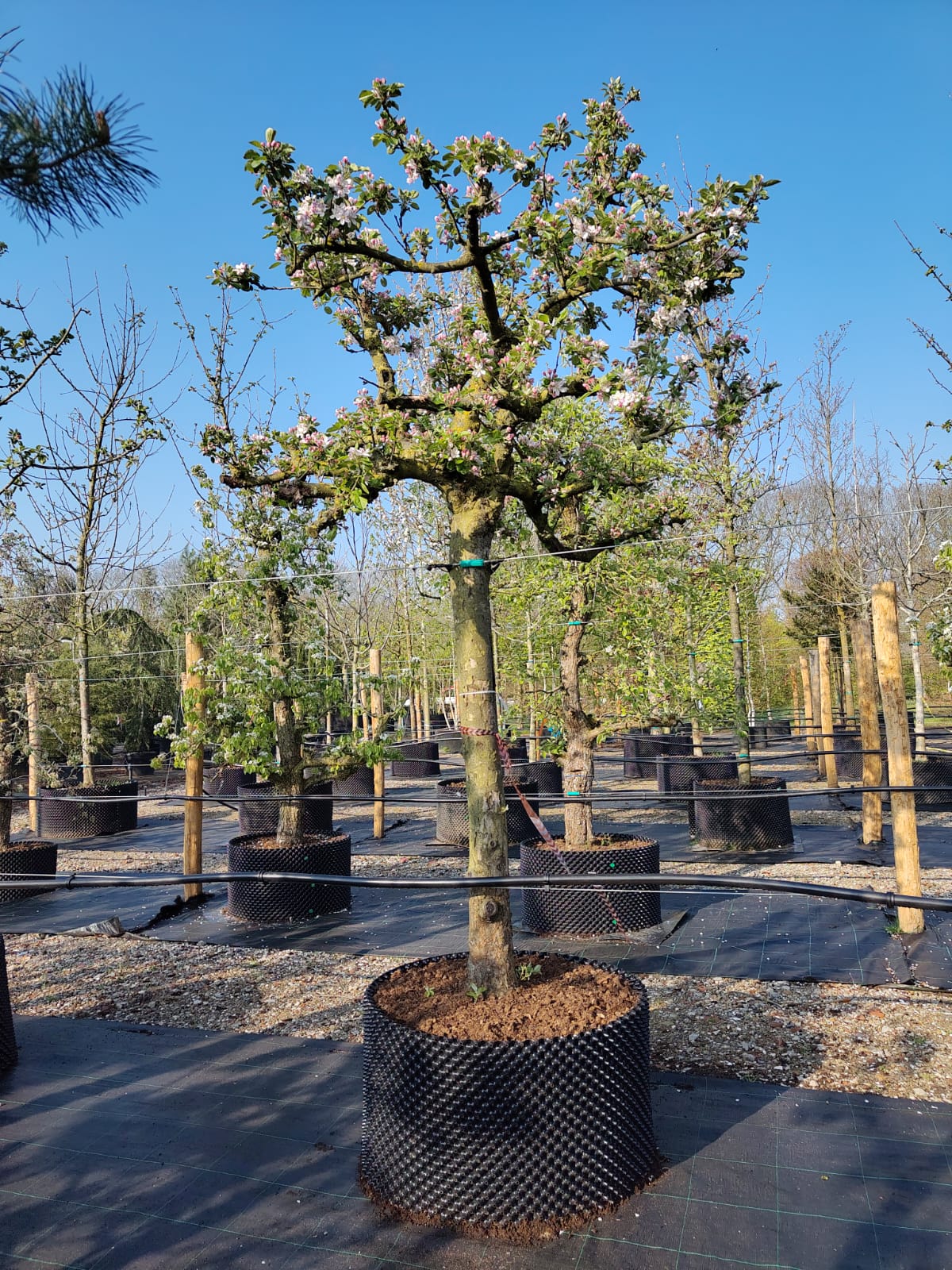 Appelboom 'Elstar' | Halfstam