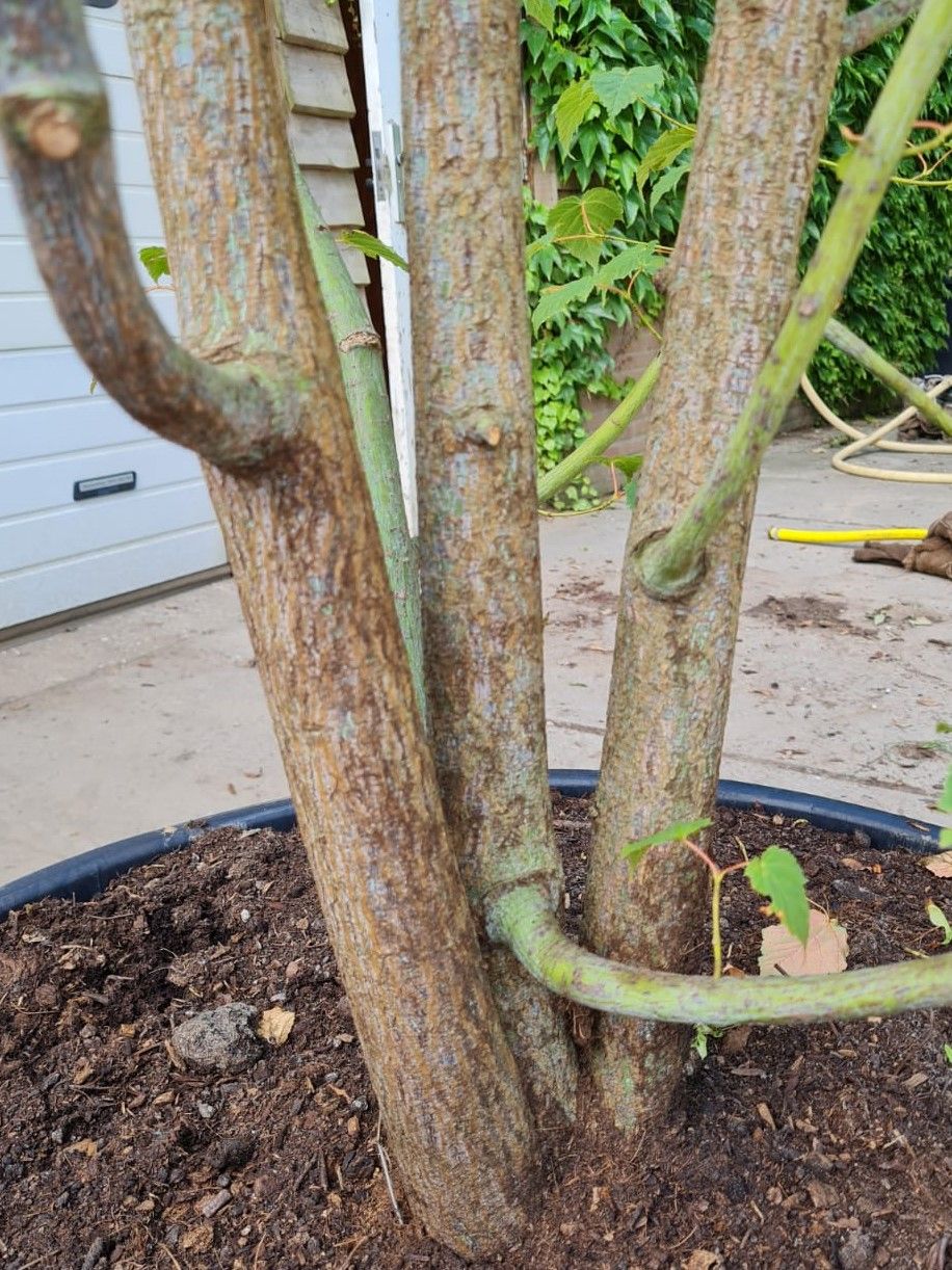 Chinese Esdoorn | Meerstammig