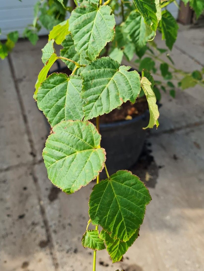 Chinese Esdoorn | Meerstammig