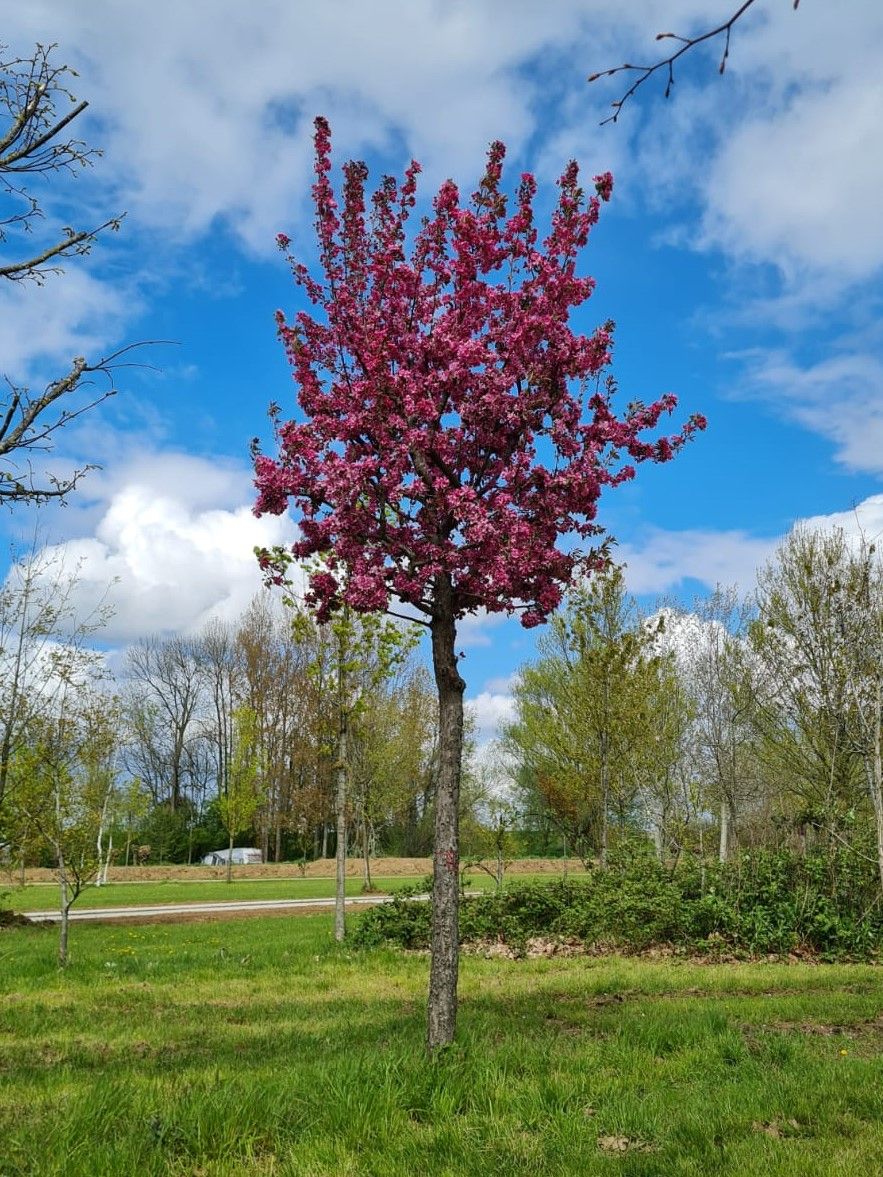 Chinese sierappel | Hoogstam