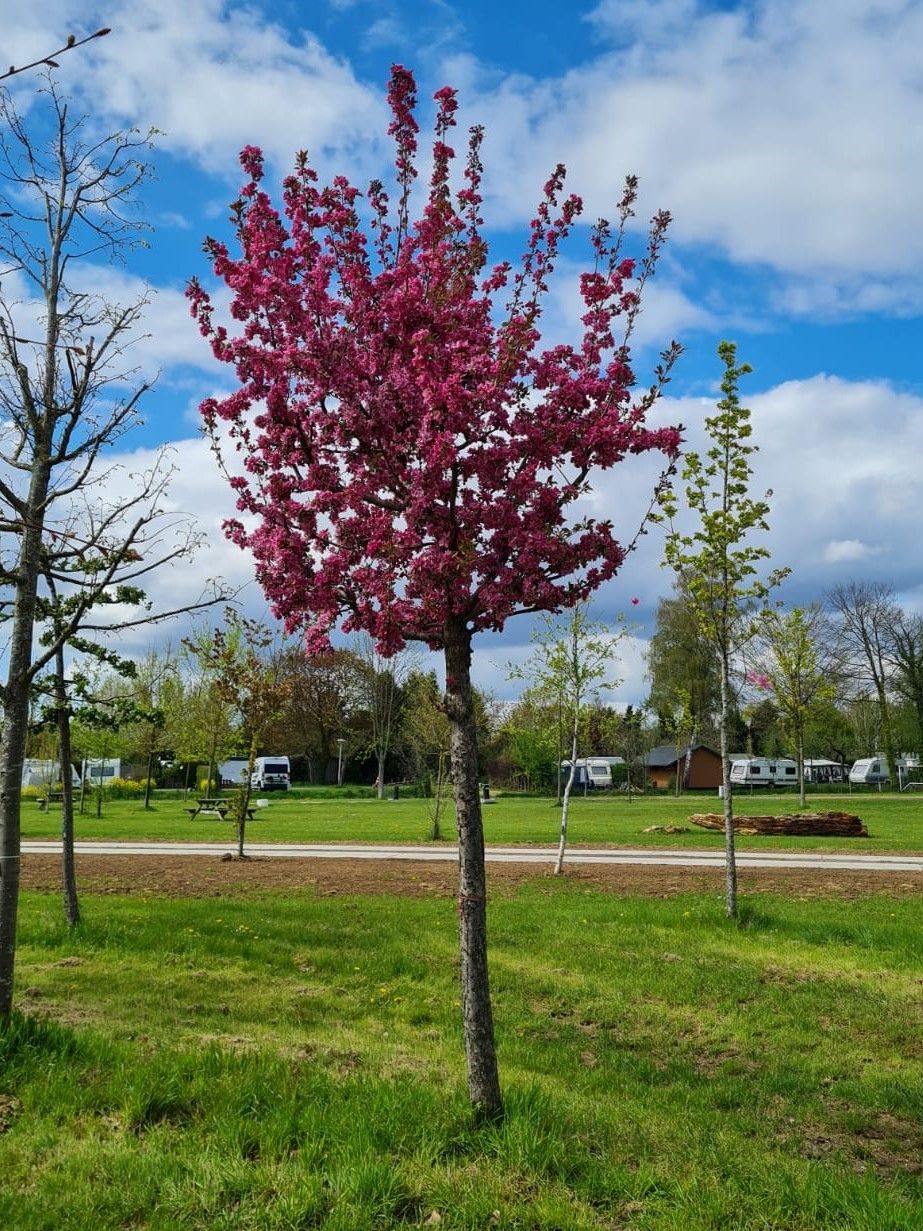 Chinese sierappel | Hoogstam