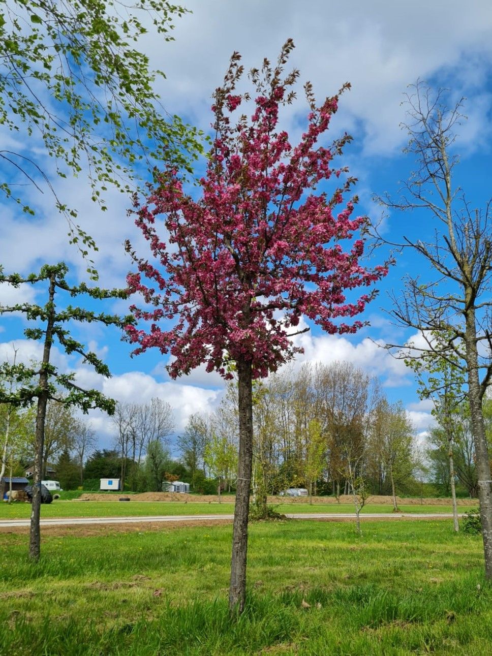 Chinese sierappel | Hoogstam