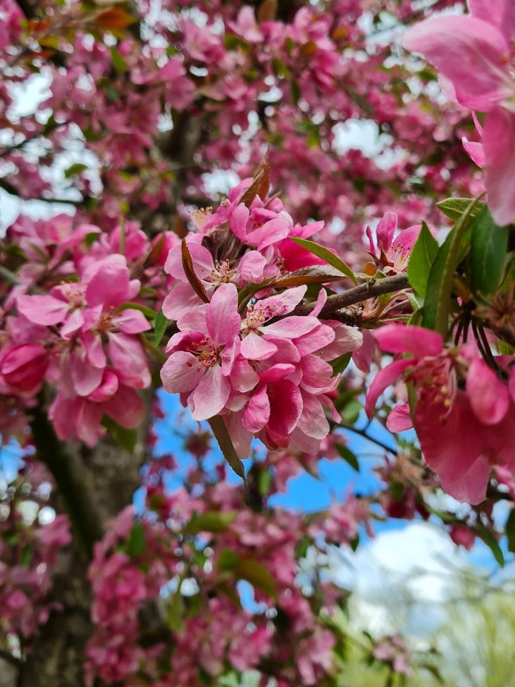 Chinese sierappel | Hoogstam