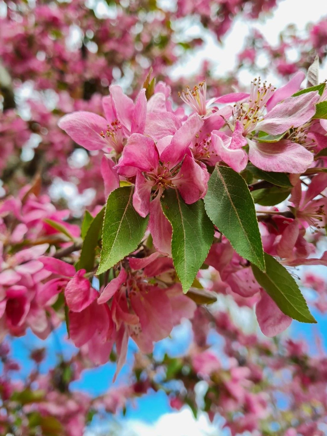 Chinese sierappel | Hoogstam