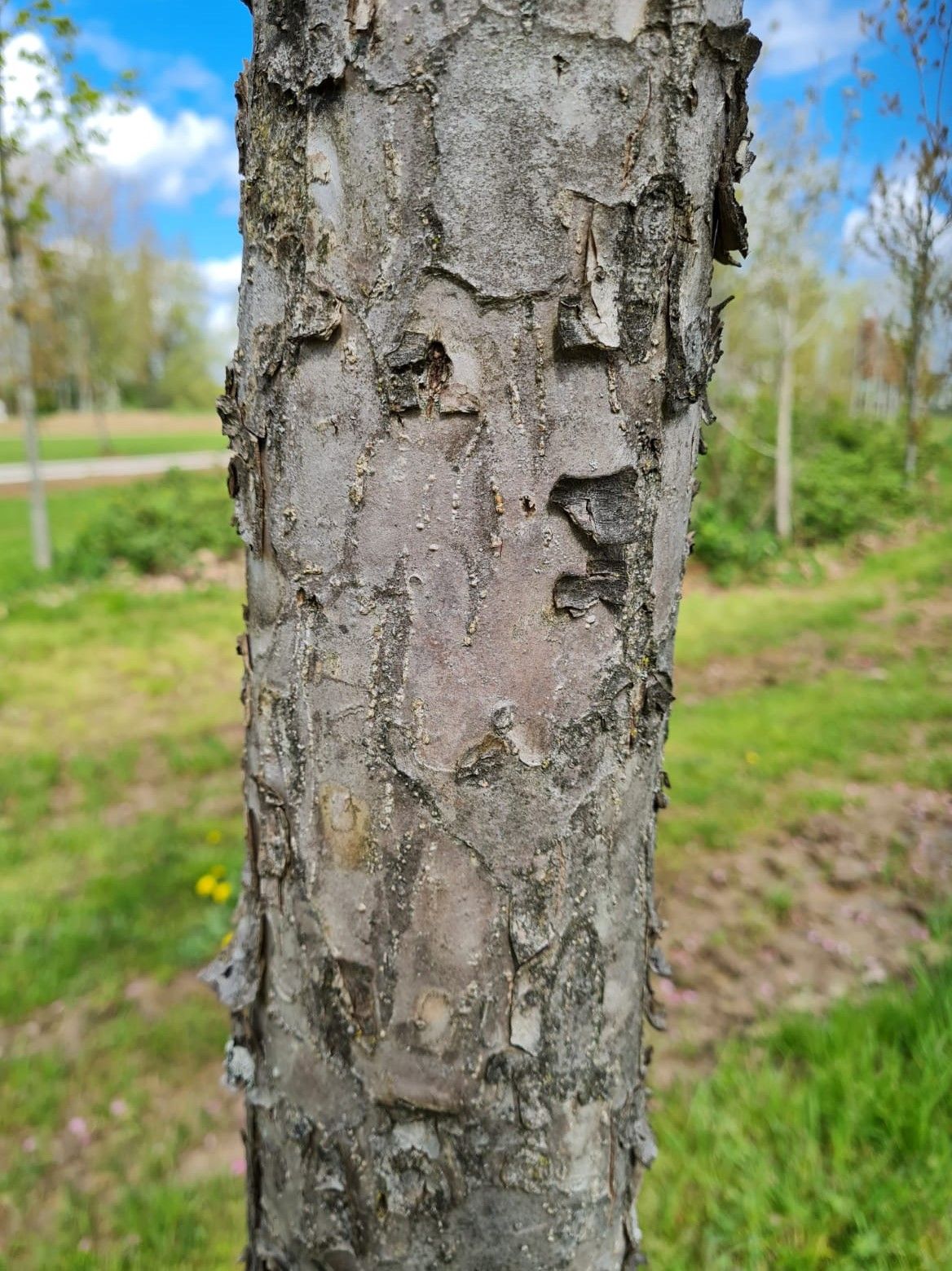 Chinese sierappel | Hoogstam