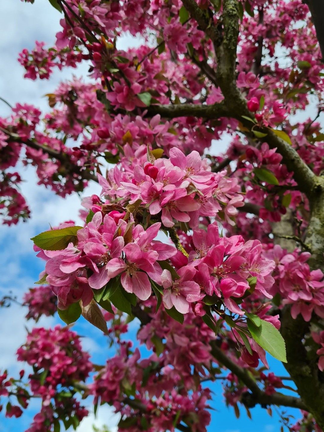 Chinese sierappel | Hoogstam