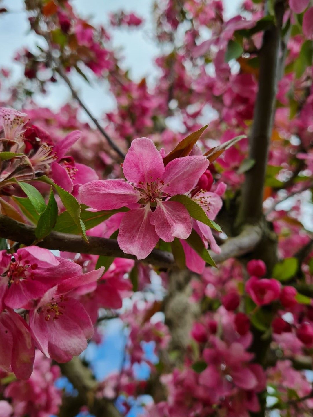 Chinese sierappel | Hoogstam