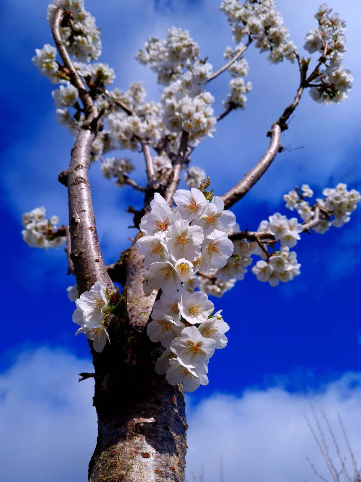 Chinese sierkers | Hoogstam