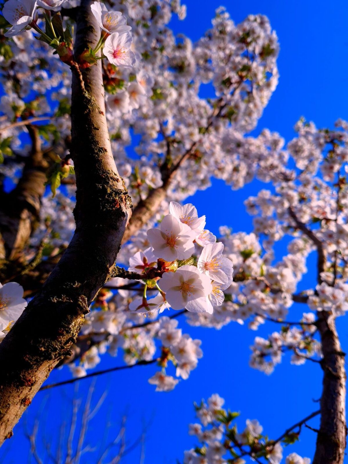Chinese sierkers | Hoogstam