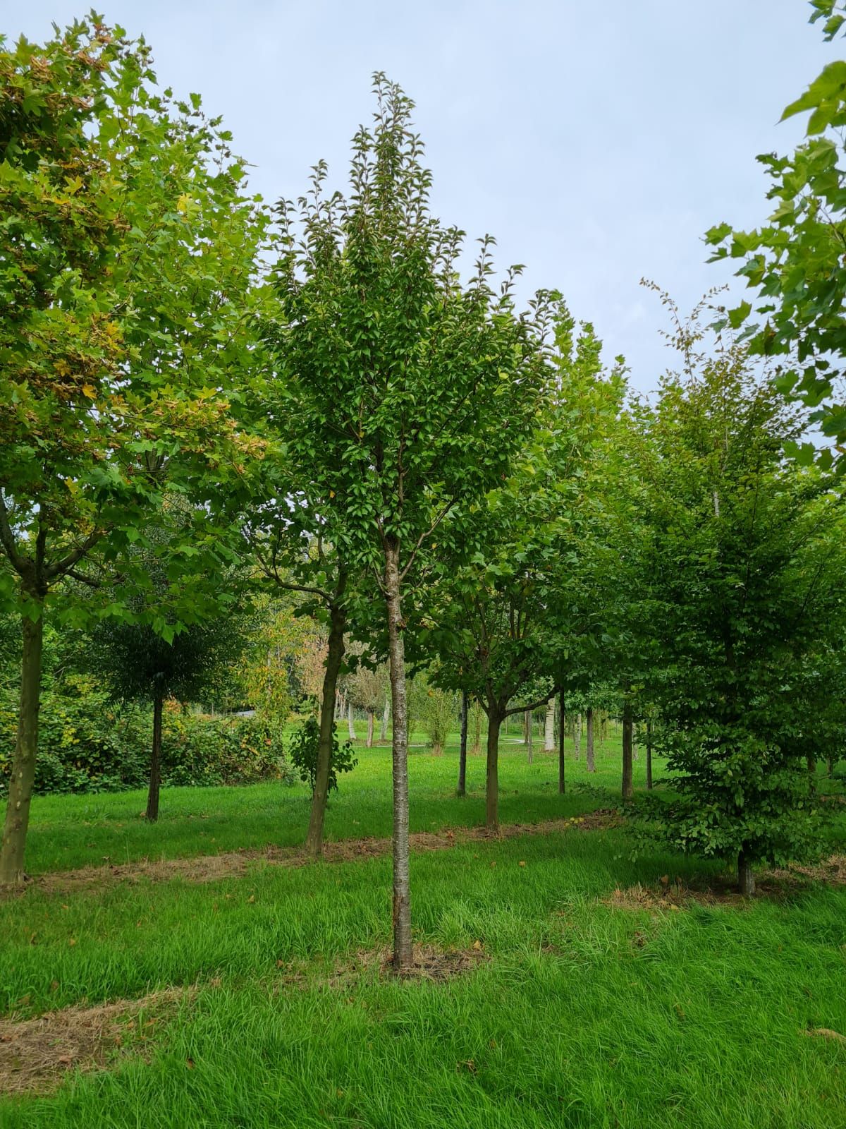 Chinese sierkers | Hoogstam