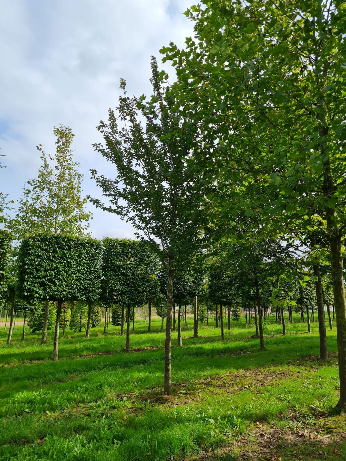 Chinese sierkers | Hoogstam