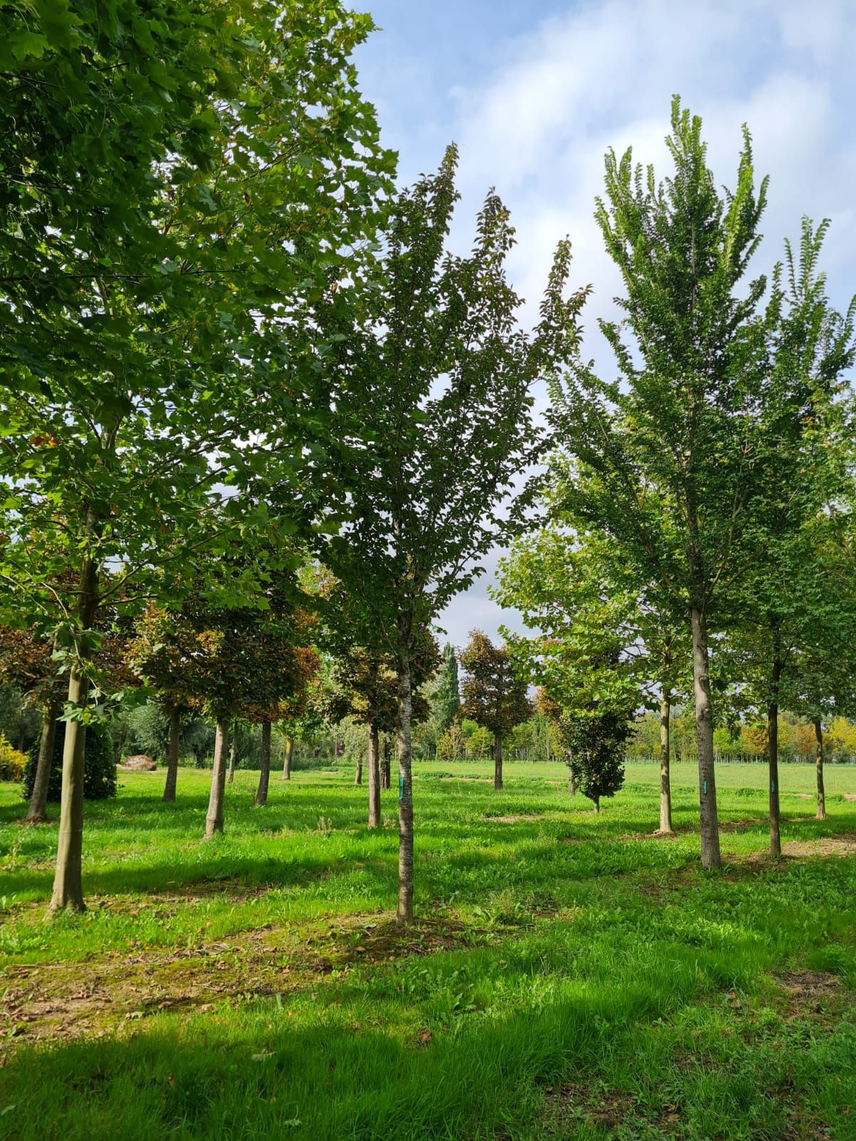 Chinese sierkers | Hoogstam