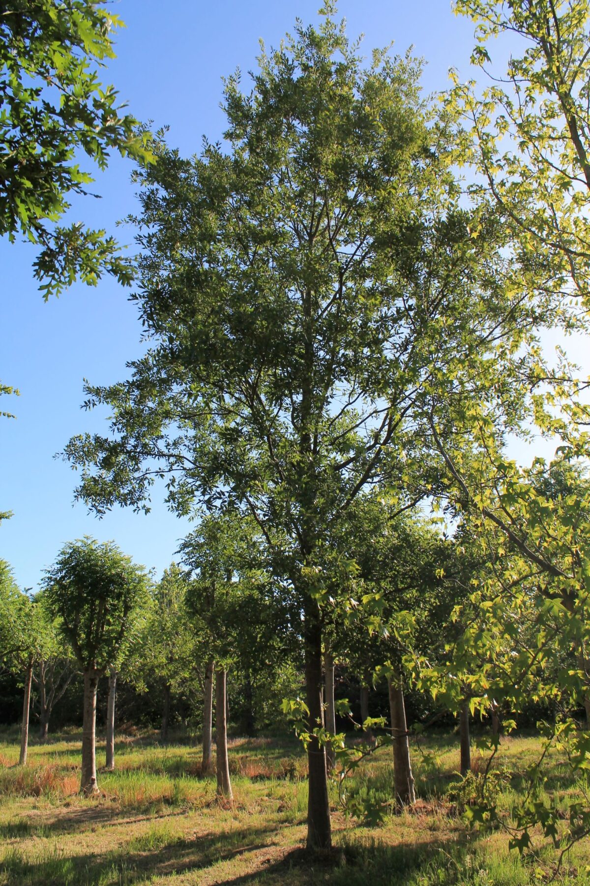 Chinkapin eik | Hoogstam