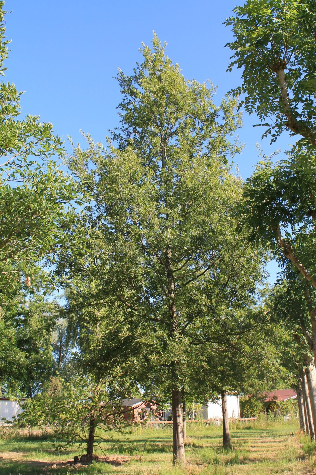 Chinkapin eik | Hoogstam