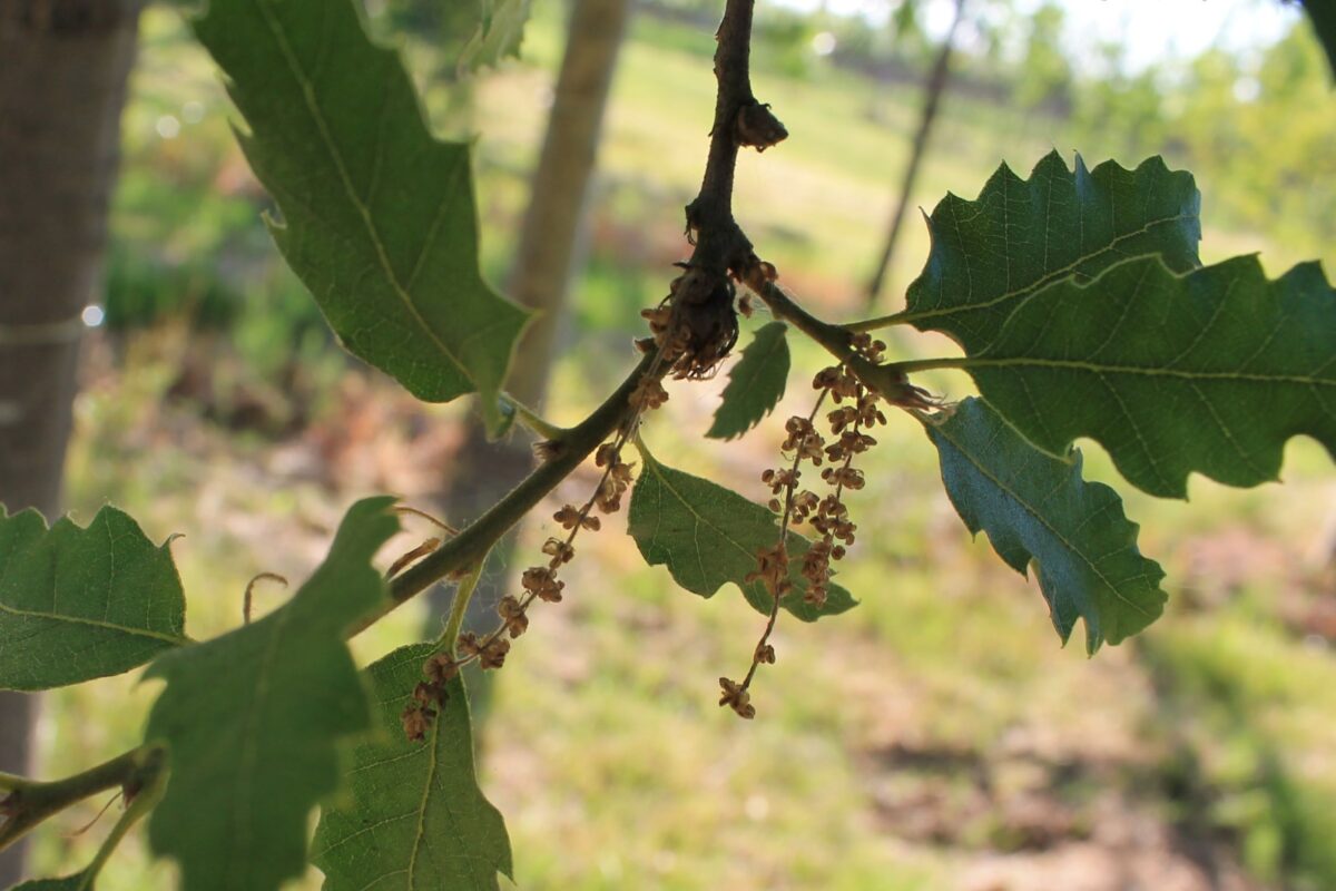 Chinkapin eik | Hoogstam