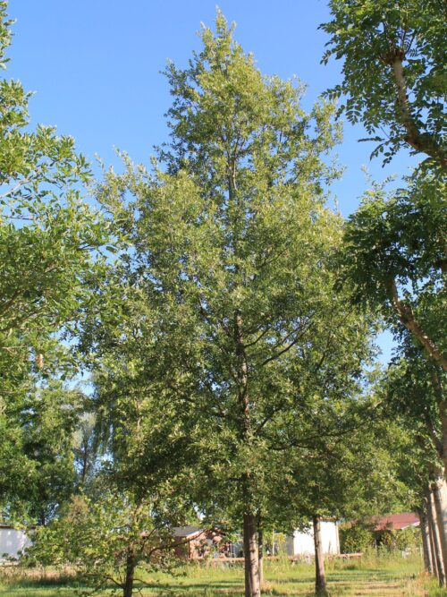 Chinkapin eik | Hoogstam