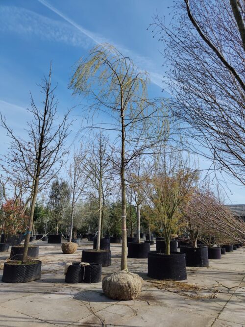 Gele treurwilg | Hoogstam