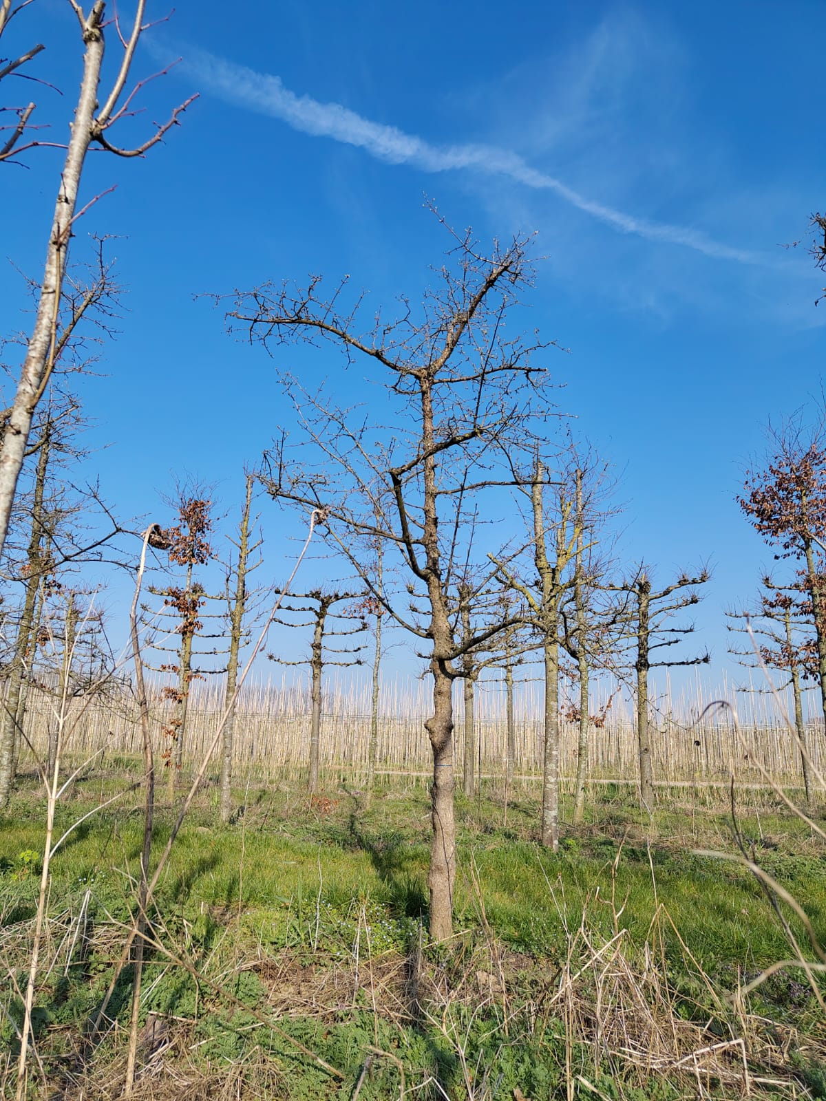 Gele kornoelje | Halfstam