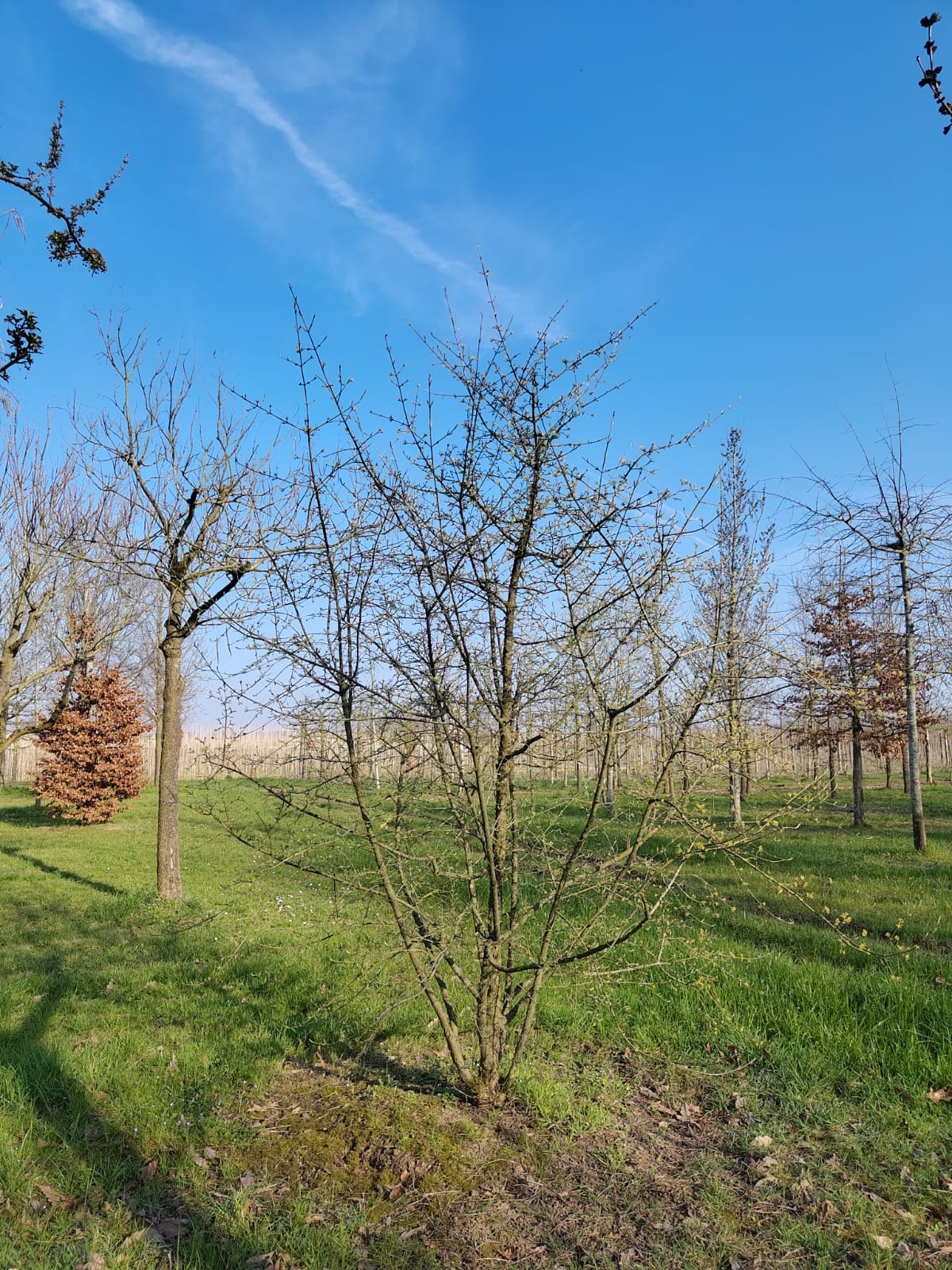 Gele kornoelje | Meerstammig