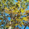 Noorse esdoorn 'Deborah' | Hoogstam