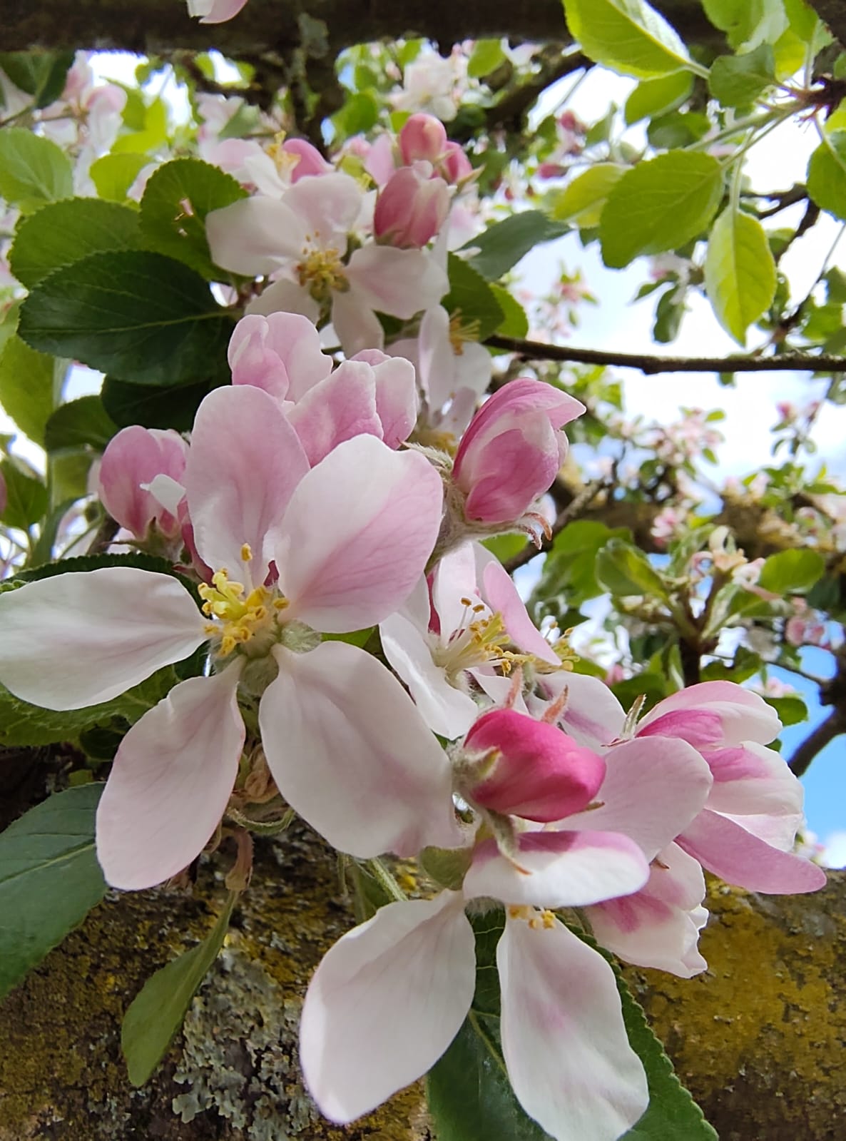 Appelboom 'Elstar' | Halfstam