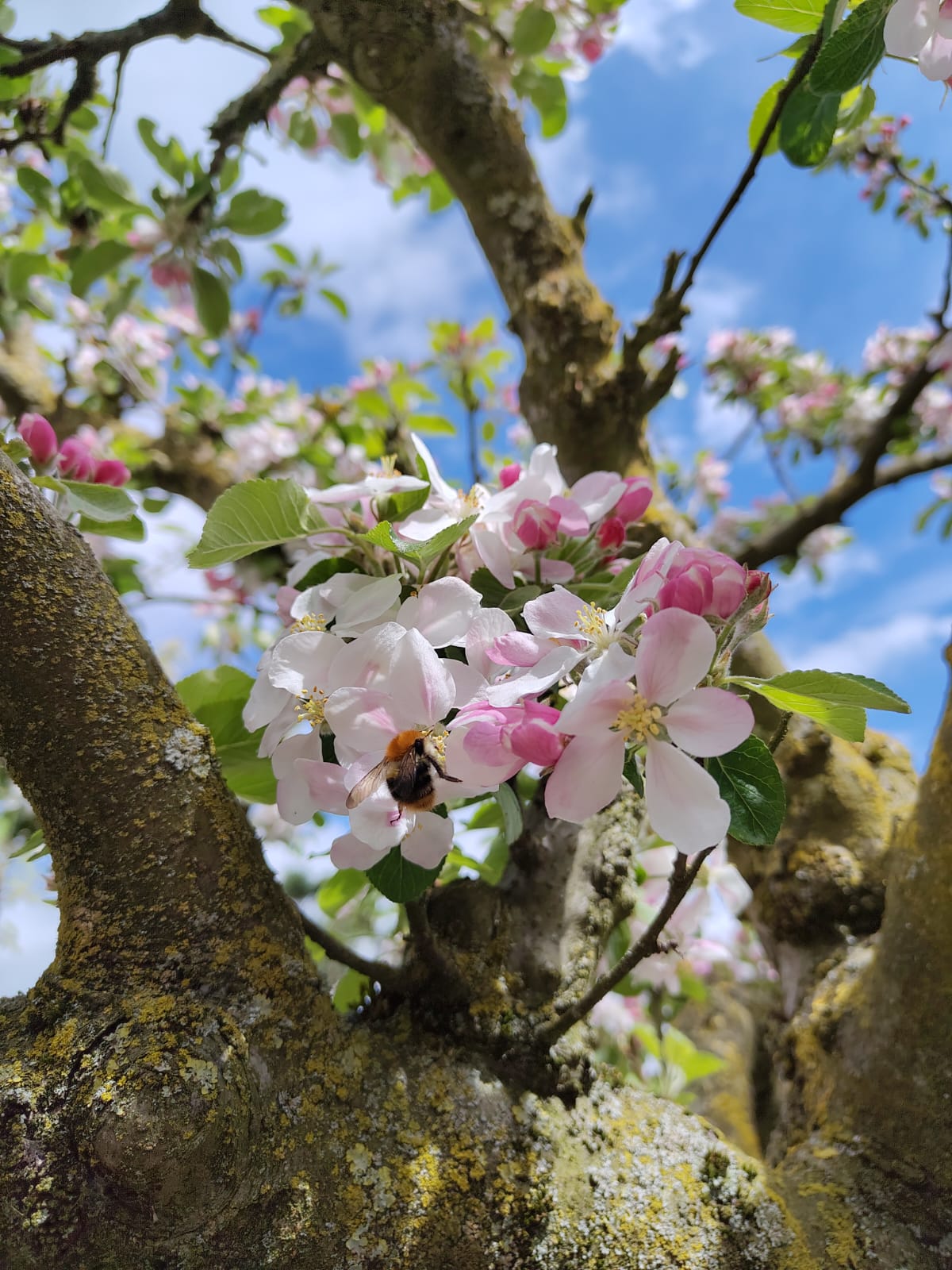 Appelboom 'Elstar' | Halfstam