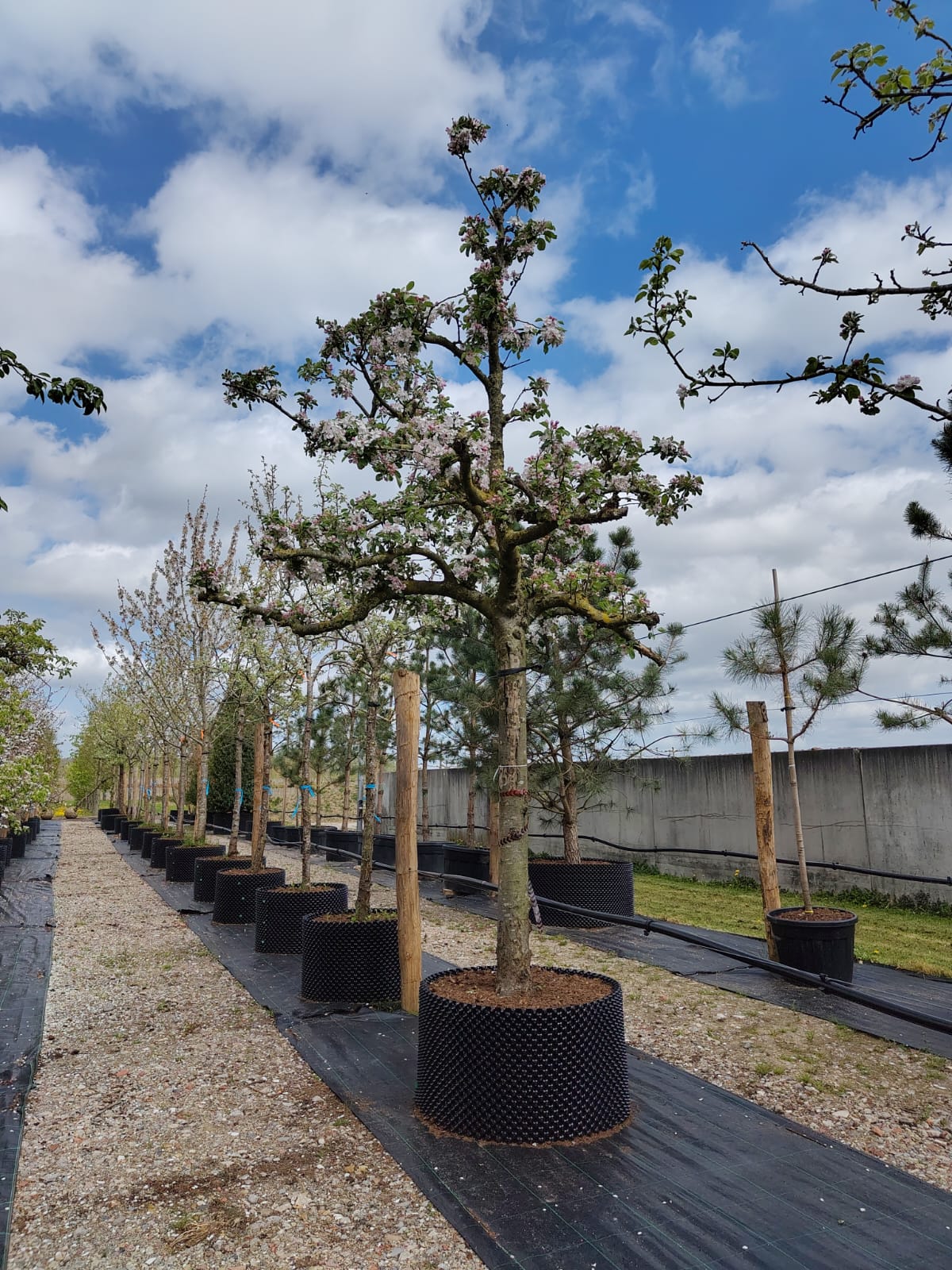 Appelboom 'Elstar' | Halfstam