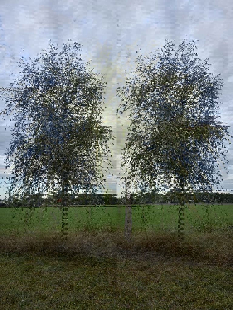 Gele treurwilg | Hoogstam